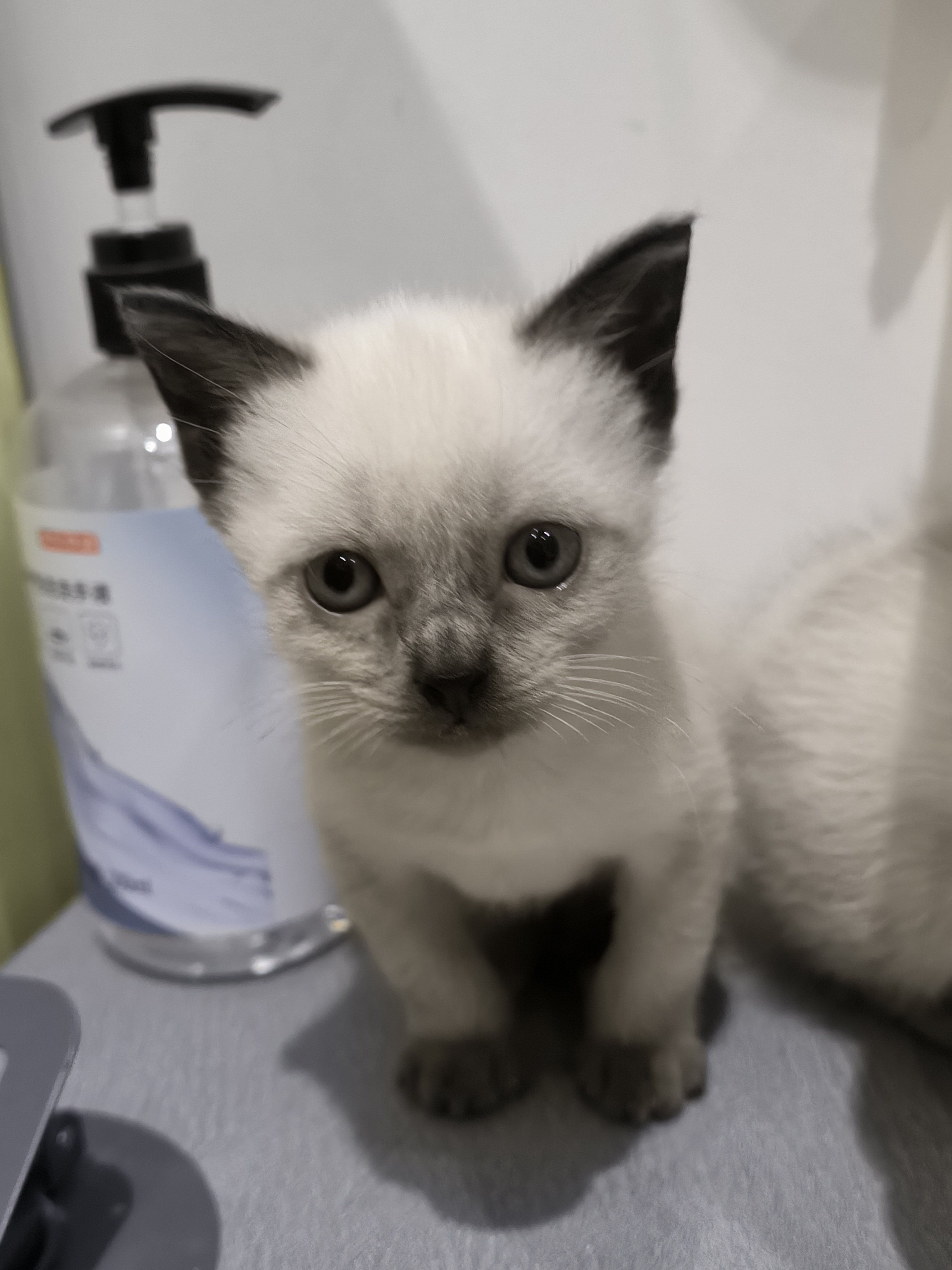 暹罗猫幼崽